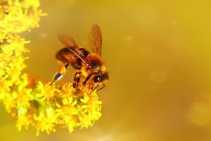 Résidence fondatrice Bio-Sociétale – Vercors du 18 au 22 janvier 2027